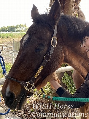 幸せな馬