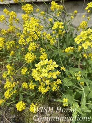 菜の花