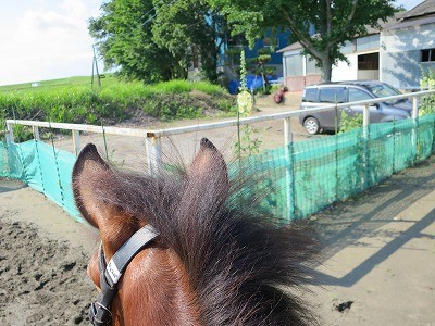 新馬調教　経験値を増やす