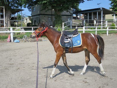 新馬調教　ハミつけ
