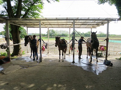 良い馬達