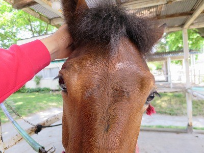 新馬調教　信頼関係を作る