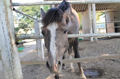馬達みんな元気です。