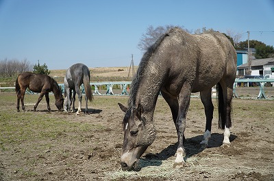 これも馬の幸せ(笑)