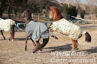 馬同士の遊び
