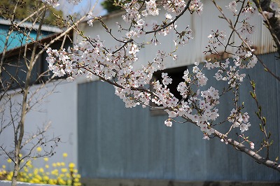 乗馬クラブの桜