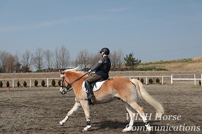 乗馬は駈歩も簡単