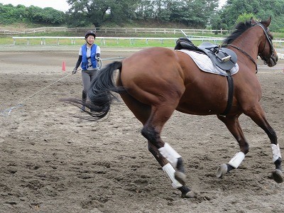 みんなに愛されている馬達