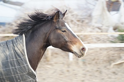 自由に疾走する馬