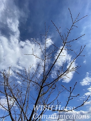 河津桜