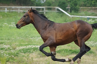 走る 走る 柏エリアの乗馬 ウィッシュホースコミュニケーションズ