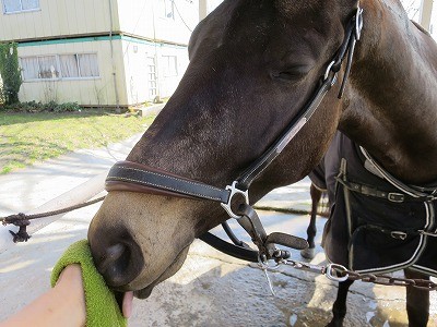 可愛い馬が待っている