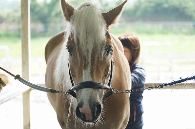 馬に伝えるのに愛以外の何があるの？