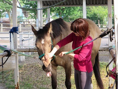 乗馬のゴッドハンド