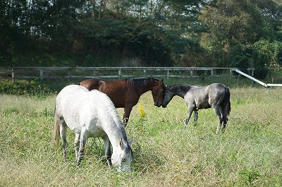 心が豊かなウィッシュの馬達