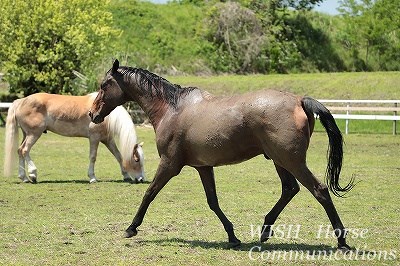 気持ちいい乗馬