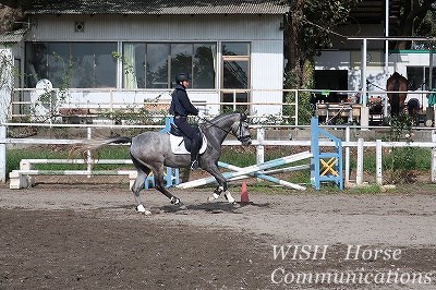 二歳の新馬調教