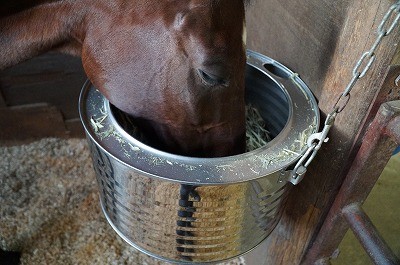 幸せな馬のご飯タイム