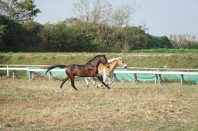 ほれぼれする馬達