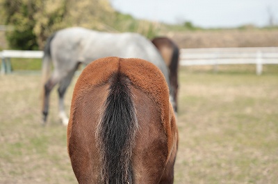 乗馬の毛色