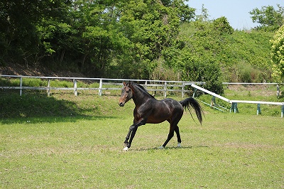 馬の幸せと馬術上達の両立を目指す