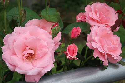 ウィッシュホースコミュニケーションズの薔薇
