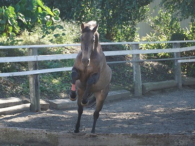 ウィッシュの馬の育て方