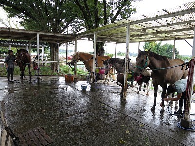 雨上がりの乗馬