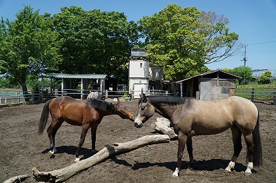 馬達の心の健康のために