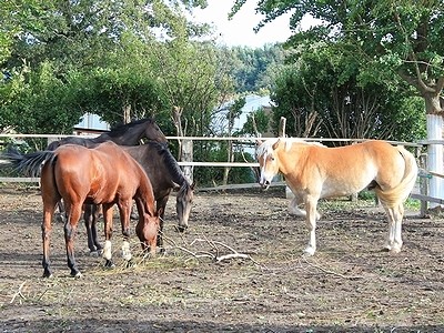 馬の表情