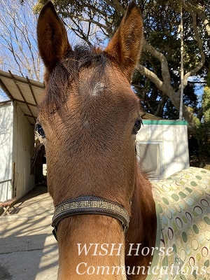 乗馬はコミュニケーション