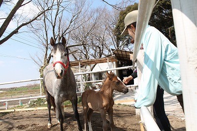 お母さん馬と一緒に初めての放牧