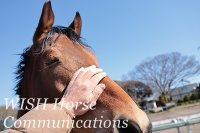 乗馬の安全性