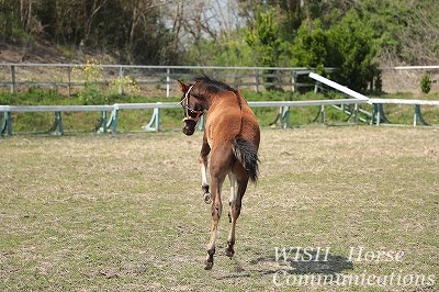 馬のジャンプ