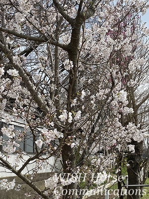 桜