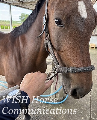 乗馬　ナスカンのつけ方