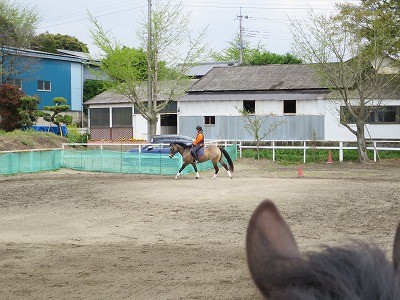 馬の乗り心地