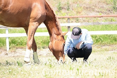 心休まる乗馬