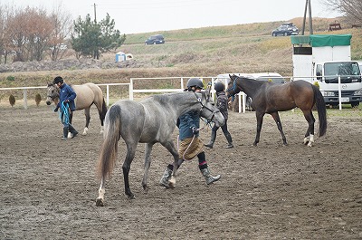 グランドワークの練習で馬との会話を習得しよう