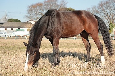 健康状態の良い馬