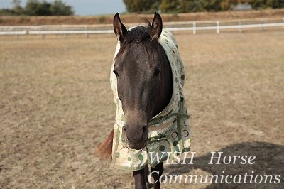 フレンドリーな馬