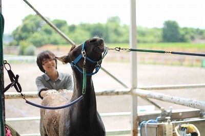 馬と仲良くなる手入れ