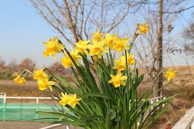 クラブハウスの水仙