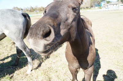 馬の生産とは馬育てのこと