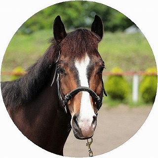 馬の紹介