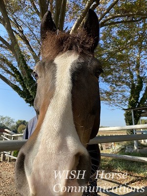 馬との信頼関係