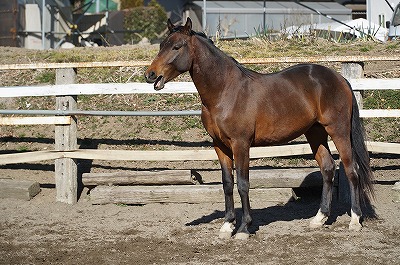 馬の健康あっての乗馬