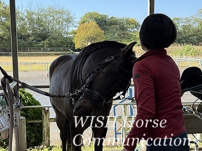 乗馬のメリット