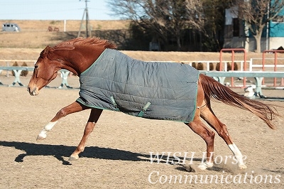 元気な乗馬