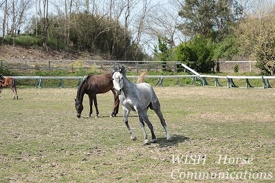 乗馬では馬の目をよく見ること